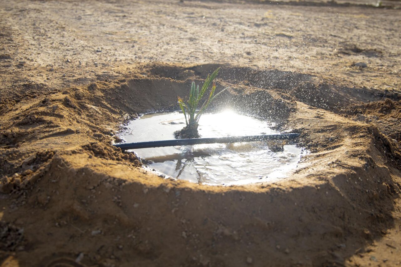 Al-Abbas's (p) Holy Shrine begins planting 600 rare palm seedlings