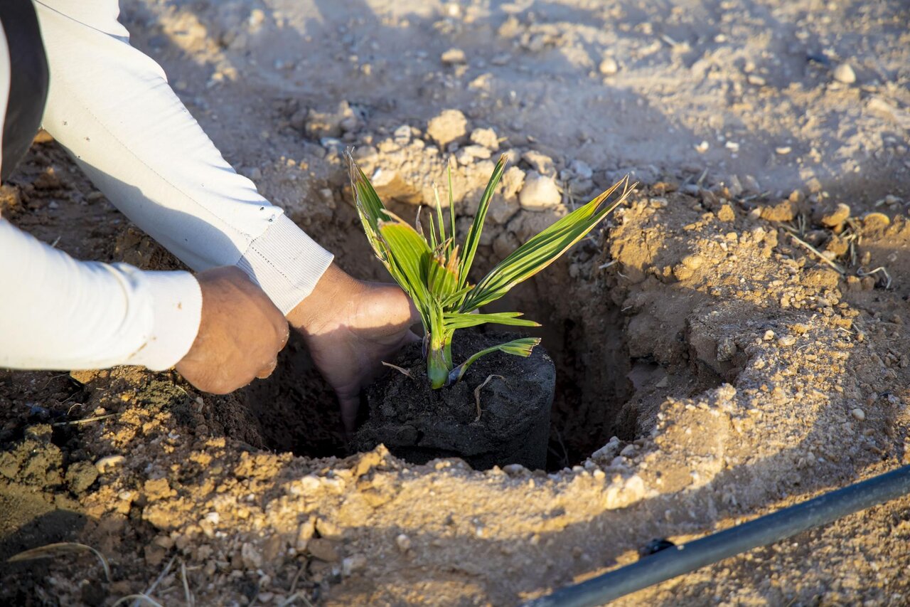 Al-Abbas's (p) Holy Shrine begins planting 600 rare palm seedlings