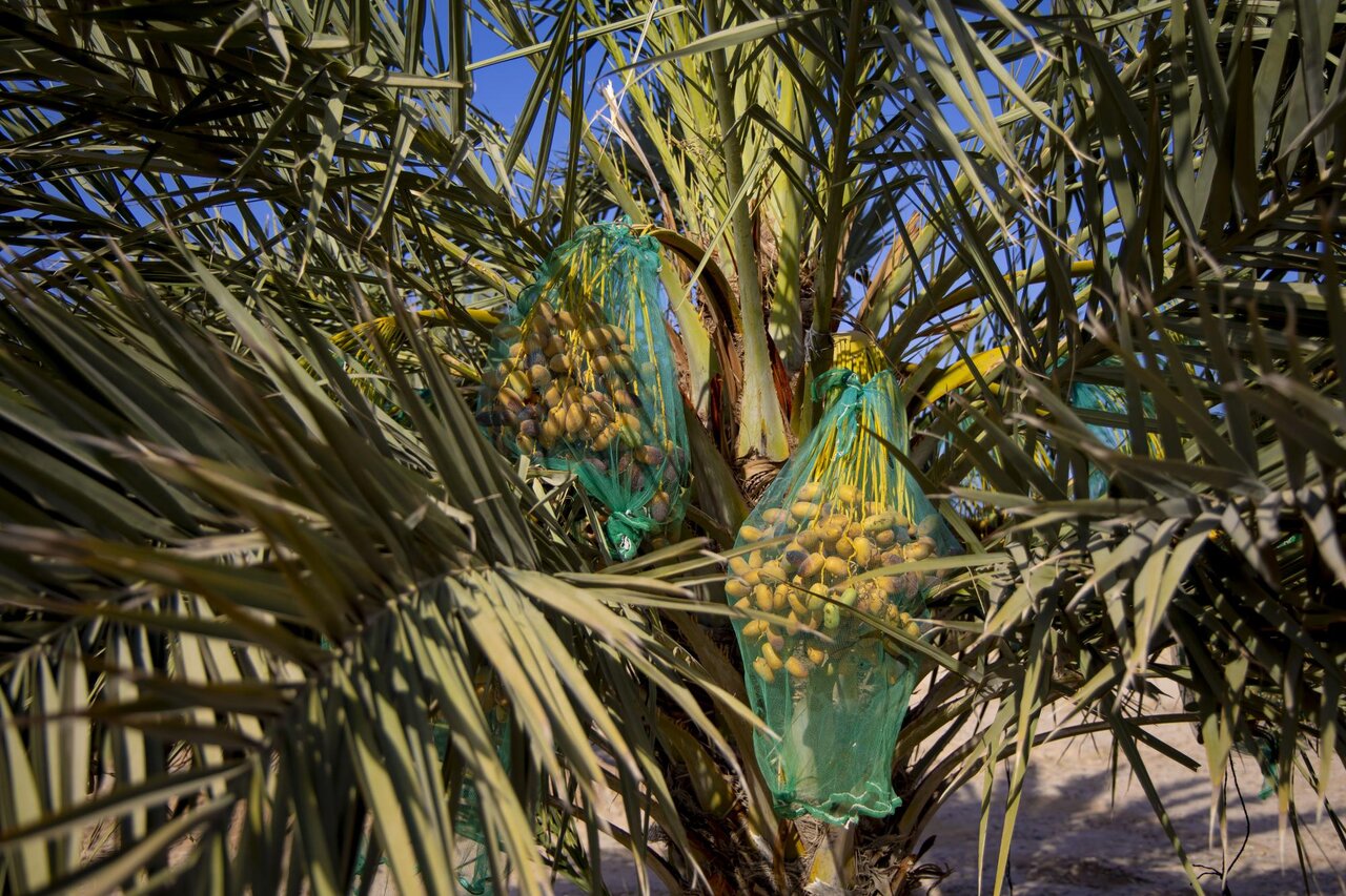 Al-Abbas's (p) Holy Shrine begins planting 600 rare palm seedlings