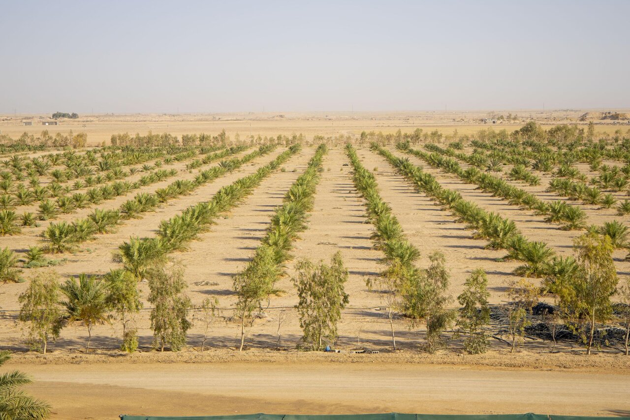 Al-Abbas's (p) Holy Shrine begins planting 600 rare palm seedlings