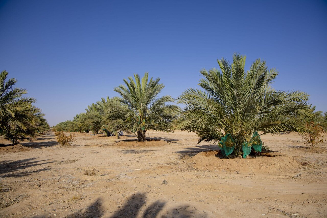 Al-Abbas's (p) Holy Shrine begins planting 600 rare palm seedlings