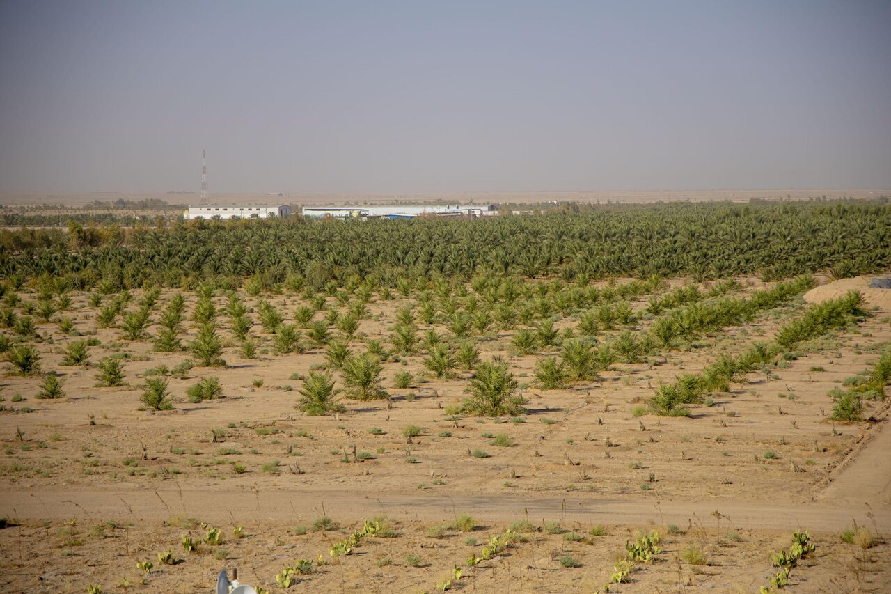 Al-Abbas's (p) Holy Shrine begins planting 600 rare palm seedlings