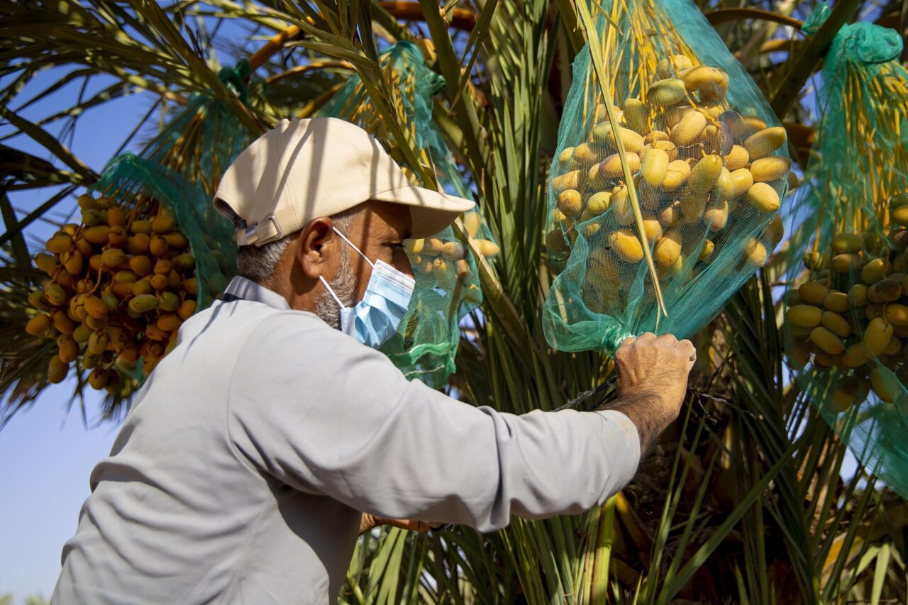 Al-Abbas's (p) Holy Shrine begins planting 600 rare palm seedlings