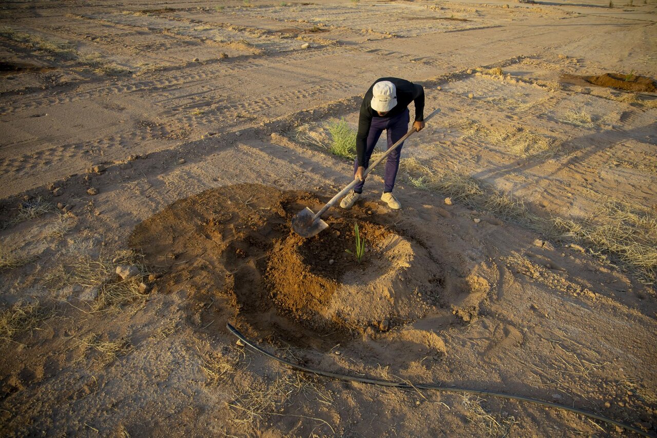 Al-Abbas's (p) Holy Shrine begins planting 600 rare palm seedlings