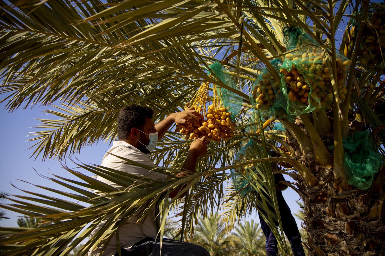 Al-Abbas's (p) Holy Shrine begins planting 600 rare palm seedlings