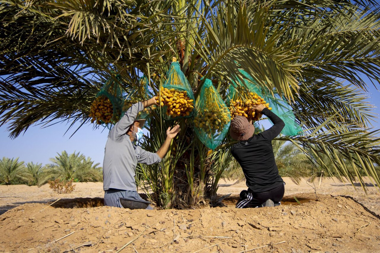 Al-Abbas's (p) Holy Shrine begins planting 600 rare palm seedlings