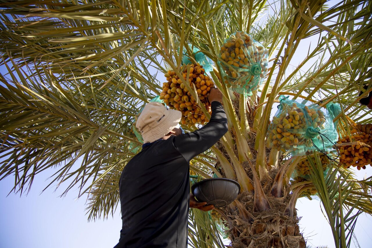 Al-Abbas's (p) Holy Shrine begins planting 600 rare palm seedlings
