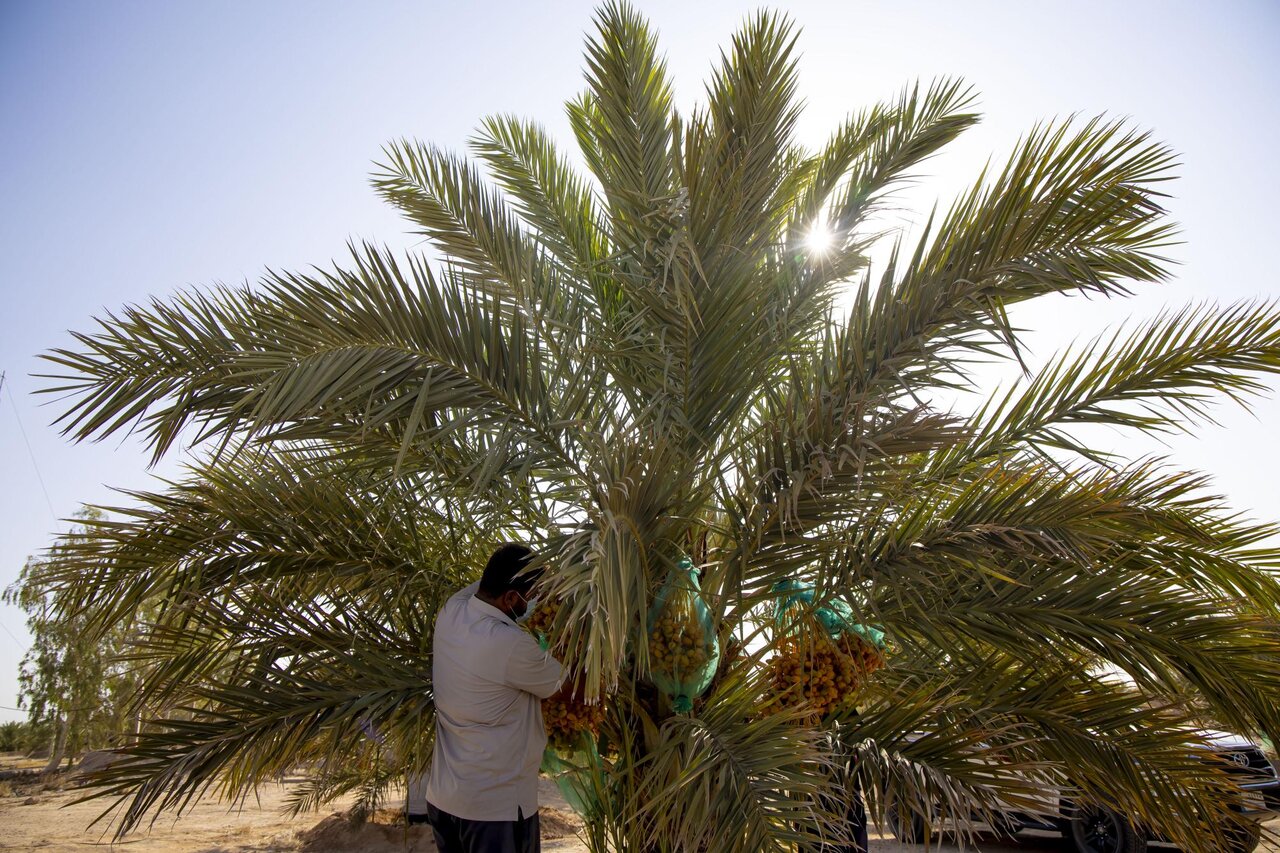 Al-Abbas's (p) Holy Shrine begins planting 600 rare palm seedlings