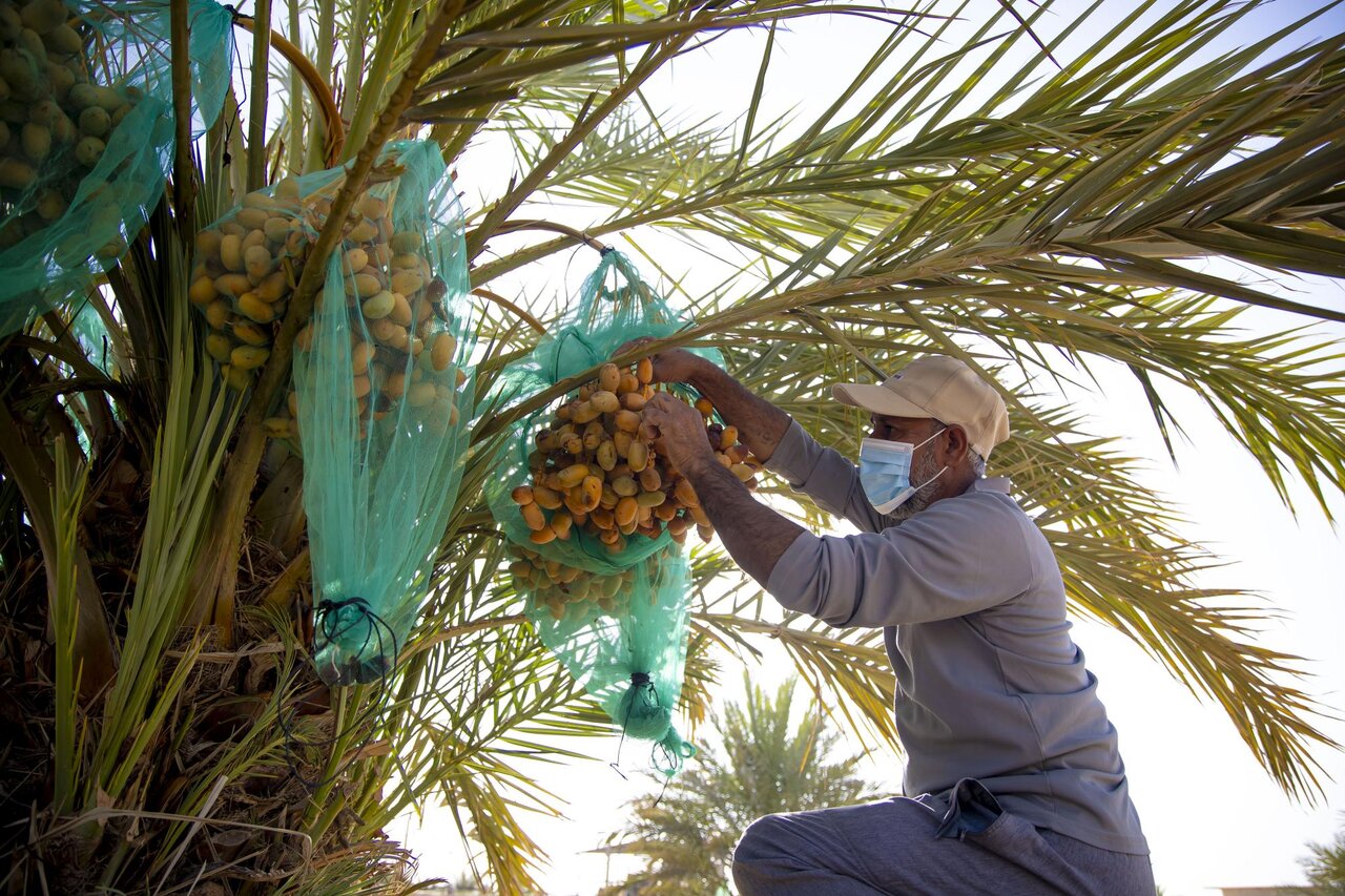Al-Abbas's (p) Holy Shrine begins planting 600 rare palm seedlings