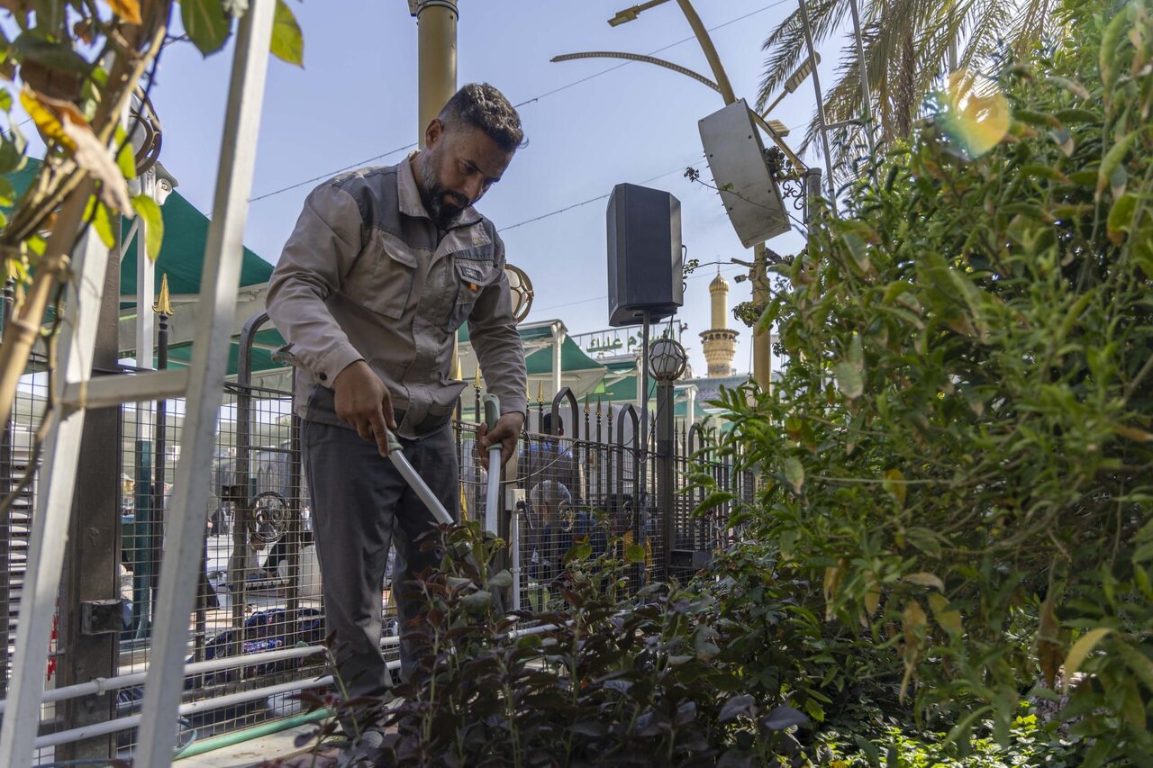Preparing central courtyard and conducting pruning work on trees
