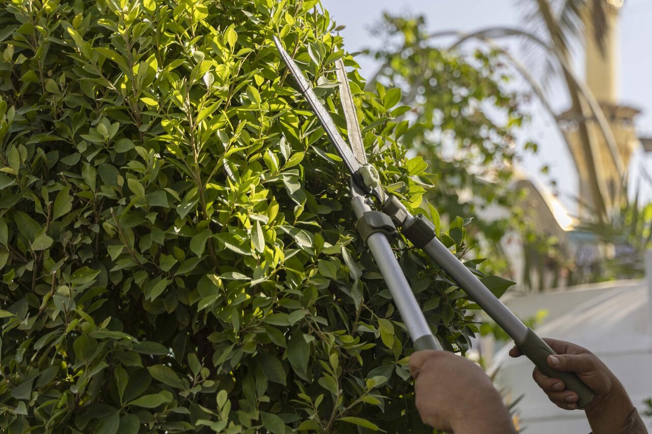 Preparing central courtyard and conducting pruning work on trees