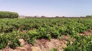 مزارعو أفغانستان تحت ضغط إغلاق طرق التصدير