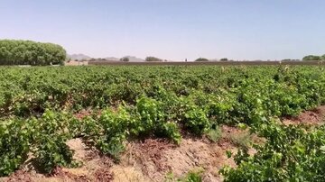 مزارعو أفغانستان تحت ضغط إغلاق طرق التصدير