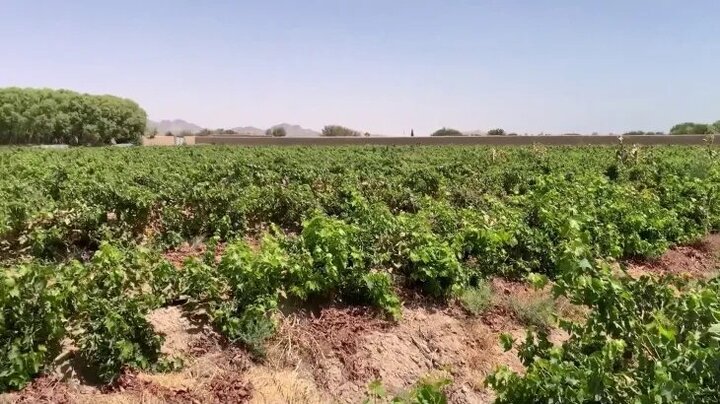 مزارعو أفغانستان تحت ضغط إغلاق طرق التصدير