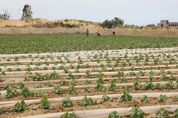 Что режим сионистов сделал с сельским хозяйством Газы