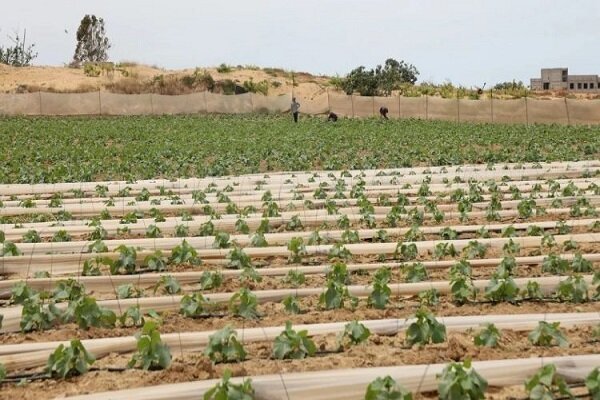 Maafa ambayo utawala wa Kizayuni umeleta kwa kilimo cha Gaza