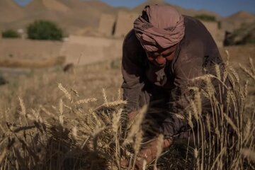 کشاورزی افغانستان در برابر خشکسالی؛ آیا می‌تواند برای بازگشت‌کنندگان شغل ایجاد کند؟