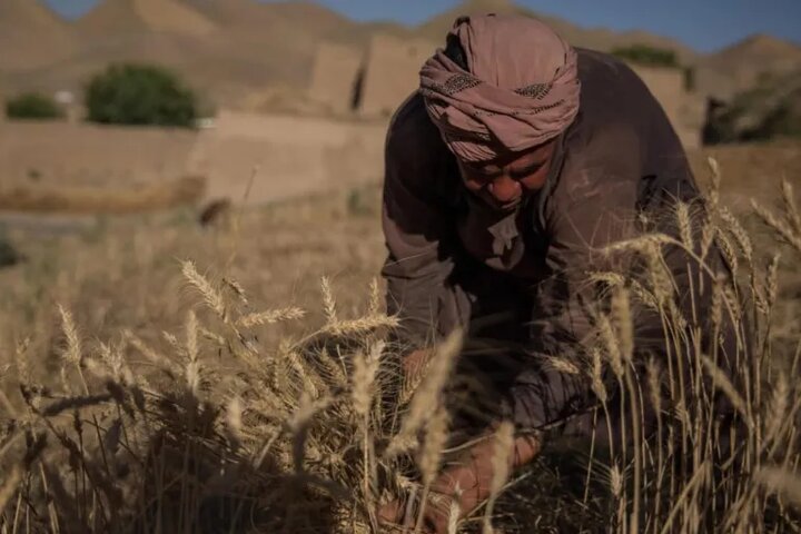 کشاورزی افغانستان در برابر خشکسالی؛ آیا می‌تواند برای بازگشت‌کنندگان شغل ایجاد کند؟