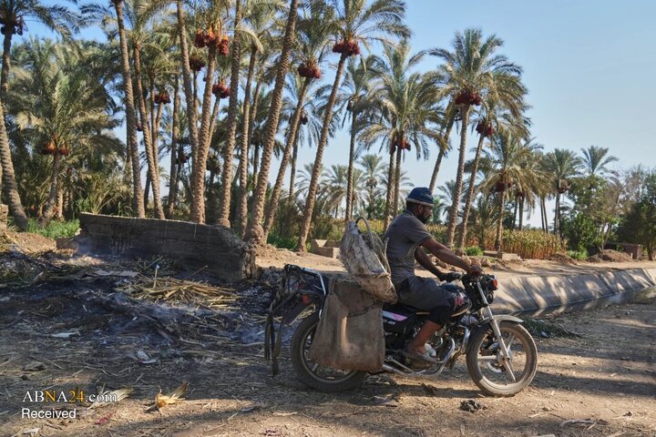 رزق نخل‌های مصر در فصل برداشت خرما