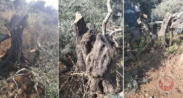 Israeli Settler Attacks Injure Elderly Palestinian Woman, Destroy Olive Trees Across West Bank