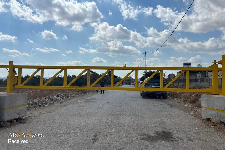 برداشت زیتون در فلسطین؛ نبردی برای حفظ زمین و بقا