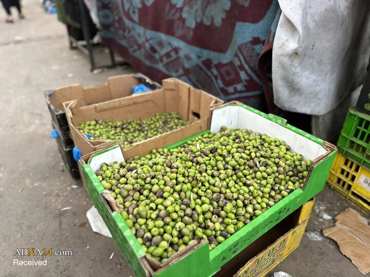 برداشت زیتون در فلسطین؛ نبردی برای حفظ زمین و بقا