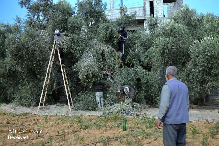 برداشت زیتون در فلسطین؛ نبردی برای حفظ زمین و بقا