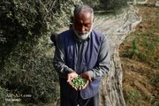 Photos: Olive harvest in Palestine; a battle to preserve land and survival