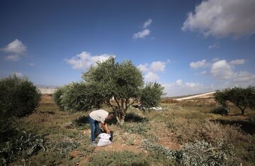 مجوز سرقت زیتون فلسطینیان به نام تورات؛ فتوای خاخام افراطی و مرجع بن‌گویر
