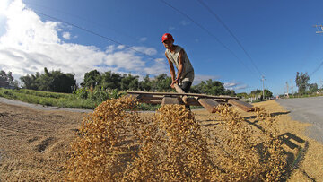 Bigas ng Pilipinas, nagwagi ng tanso sa 2026 World Rice Conference—patunay na kayang makipagsabayan sa mundo
