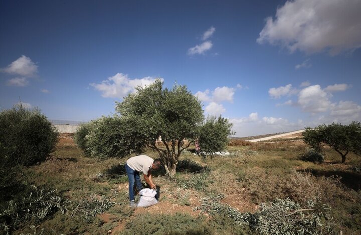 مجوز سرقت زیتون فلسطینیان به نام تورات؛ فتوای خاخام افراطی و مرجع بن‌گویر