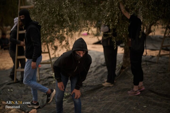 Photos: Olive harvest under Israeli fire