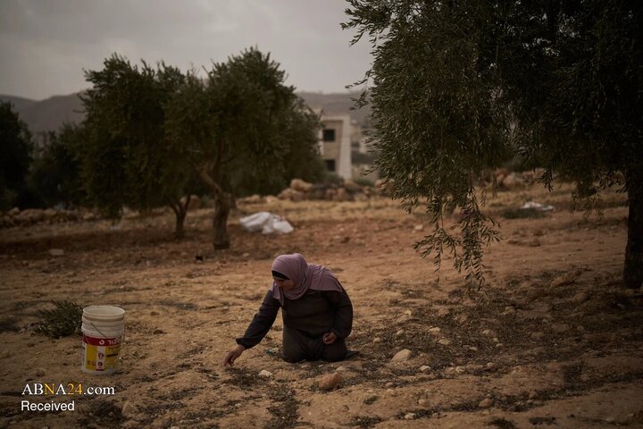 Photos: Olive harvest under Israeli fire