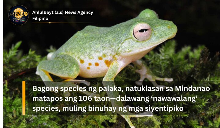 Bagong species ng palaka, natuklasan sa Mindanao matapos ang 106 taon