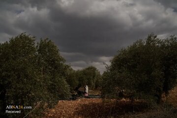 Informe fotográfico | La cosecha de aceitunas bajo la sombra de la amenaza de los colonos israelíes en Cisjordania