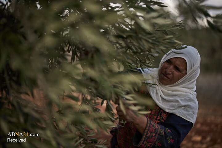 Informe fotográfico | La cosecha de aceitunas bajo la sombra de la amenaza de los colonos israelíes en Cisjordania