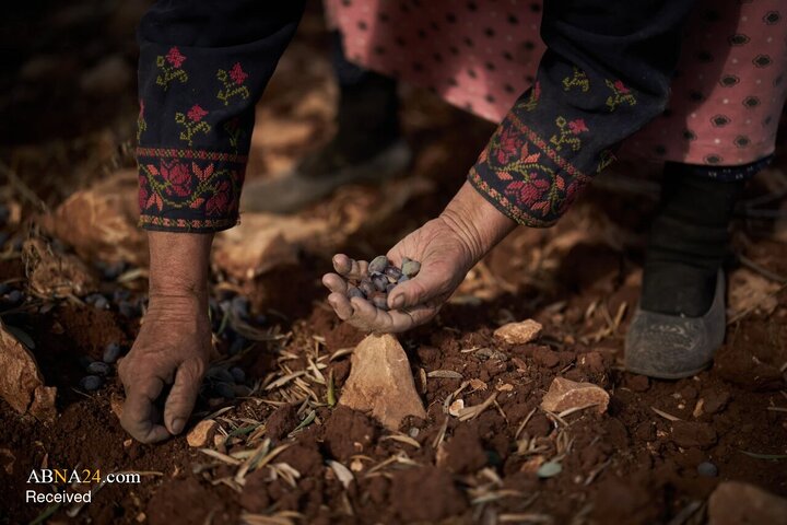Informe fotográfico | La cosecha de aceitunas bajo la sombra de la amenaza de los colonos israelíes en Cisjordania