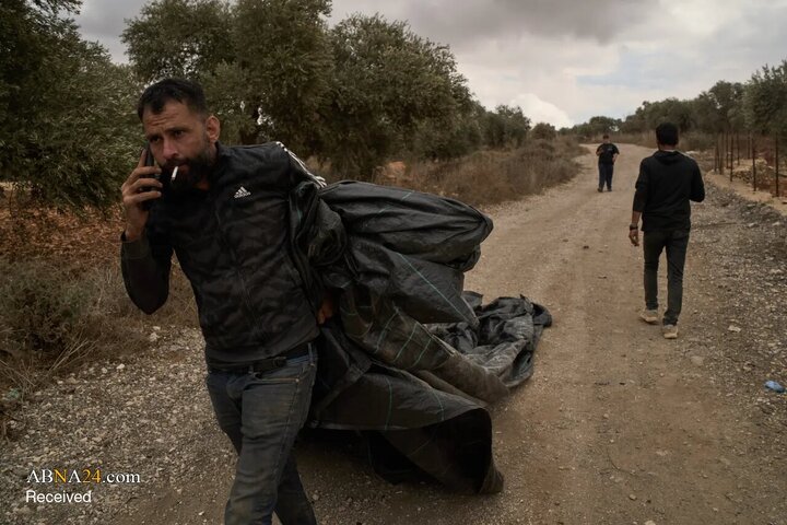 Informe fotográfico | La cosecha de aceitunas bajo la sombra de la amenaza de los colonos israelíes en Cisjordania