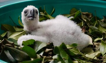 Philippine eagle pair, nagpisa ng sisiw sa Davao—kauna-unahan sa limang taon, isang milestone sa konserbasyon