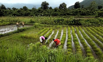 DOST, gumawa ng bagong climate-resilient rice variety—kayang mabuhay sa tagtuyot at baha, mapapataas ang ani ng mga magsasaka