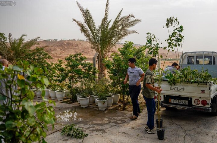 تقرير مصور/ العتبة العلوية توزع شتلات الأشجار على المواكب المنتشرة على طريق «يا حسين»