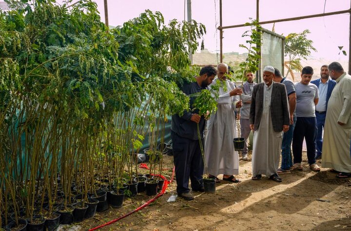 تقرير مصور/ العتبة العلوية توزع شتلات الأشجار على المواكب المنتشرة على طريق «يا حسين»