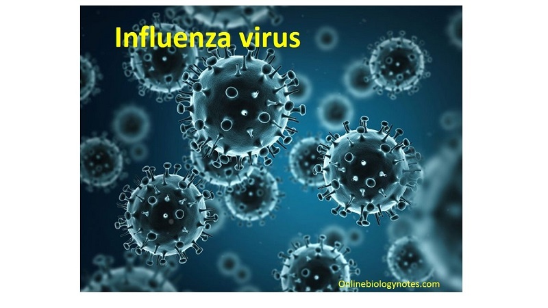 Virusi vya Influenza vyaenea katika majimbo 44 ya Marekani