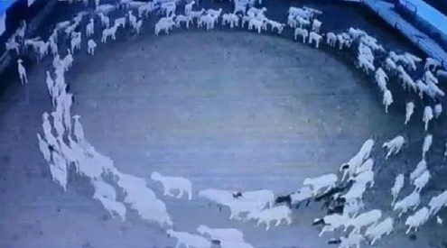 Centinaia di pecore camminano in cerchio per 12 giorni di fila e nessuno sa perché