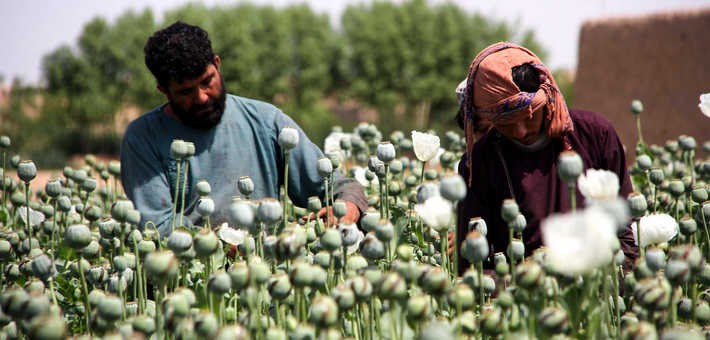 الأمم المتحدة: زراعة الأفيون تتضاعف في أفغانسان مع حظر طالبان له!