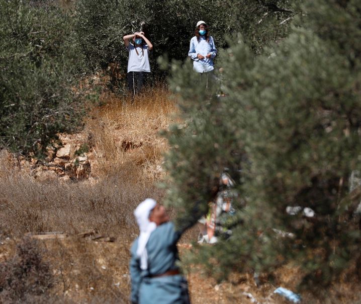  Extremist Jewish settlers spray Palestinian olive trees with chemicals at harvest season
