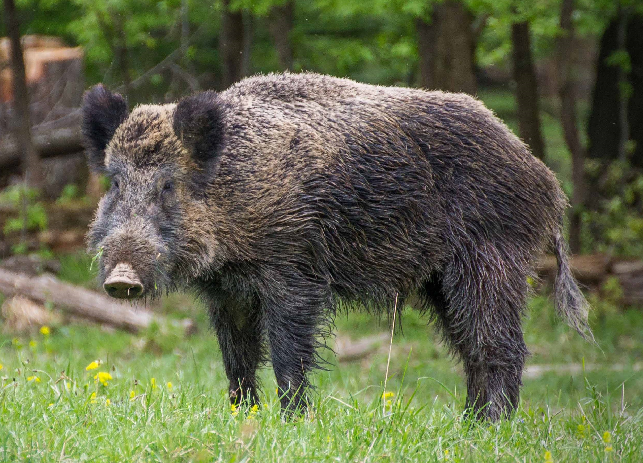 Is it permissible in Islam to buy boars (wild pigs), which have been ...?