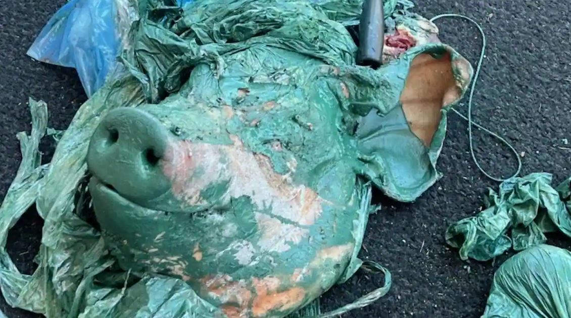Islamophobia Australia: Pig's head left outside mosque shocks Muslim leaders