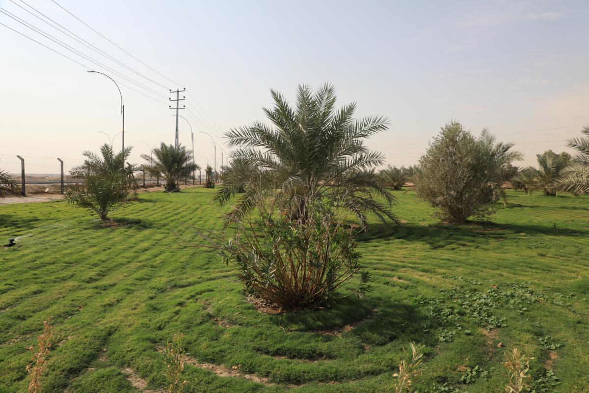 Management of Al-Abbas shrine: Green Belt project produces over 120 tons of dates annually