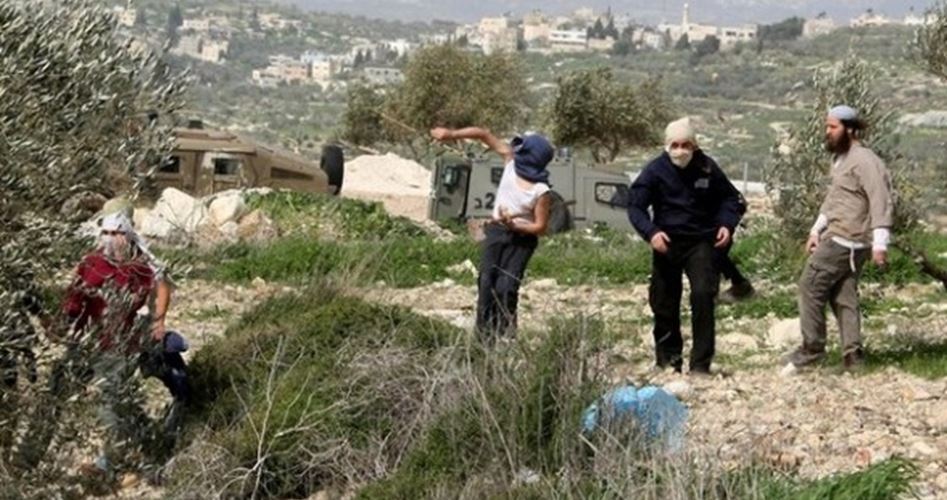 Extremist Jewish settlers destroy 25 olive trees in Nablus 